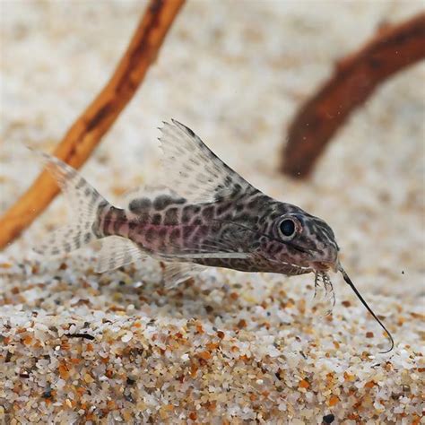 垃圾 魚|水族裡清潔能力超強的清潔魚，你知道幾種？